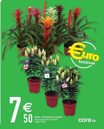 Cora Blad- of bloeiende plant aanbieding