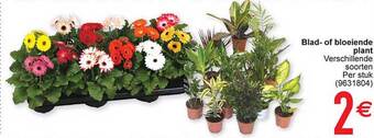 Cora Blad- of bloeiende plant aanbieding