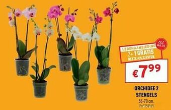Trafic Orchidee 2 stengels aanbieding