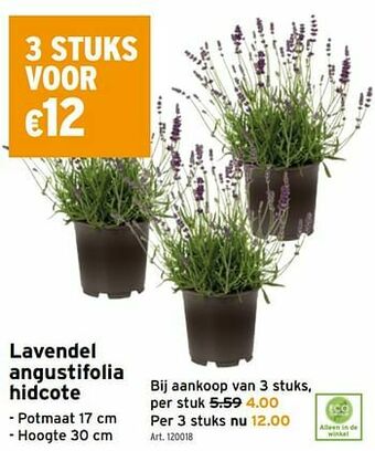 GAMMA Lavendel angustifolia hidcote aanbieding