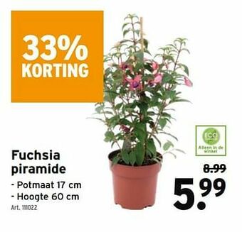 GAMMA Fuchsia piramide aanbieding