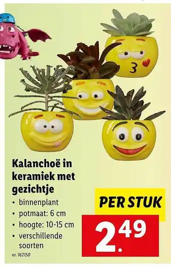 Lidl Kalanchoё in keraiek met gezichtje aanbieding
