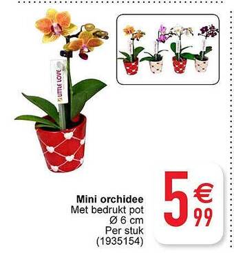 Cora Mini orchidee aanbieding