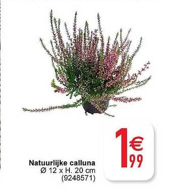 Cora Natuurlijke calluna aanbieding