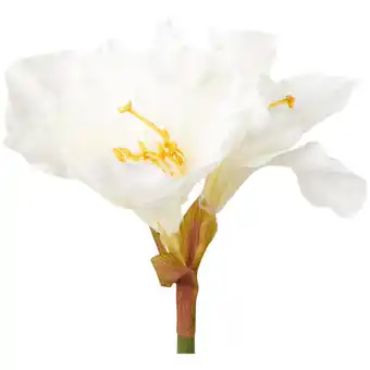 Amaryllis op steel