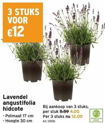 GAMMA Lavendel Angustifolia Hidcote aanbieding