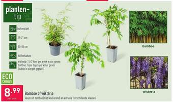 Bamboe Of Wisteria