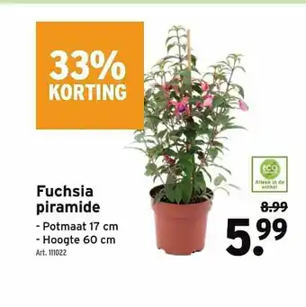 GAMMA Fuchsia Piramide 33% Korting aanbieding