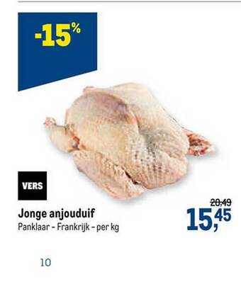 Jonge Anjouduif