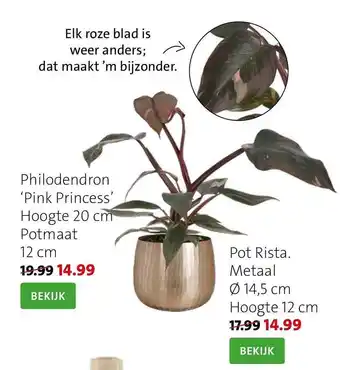 Intratuin Philodendron pink princess, pot rista aanbieding