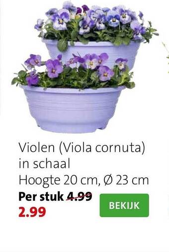 Violen in schaal