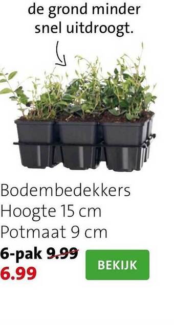 Bodembedekkers