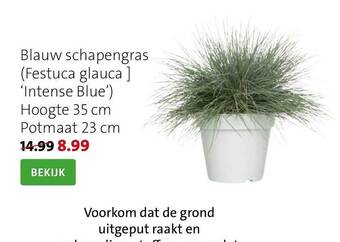 Intratuin Blauw schapengras aanbieding