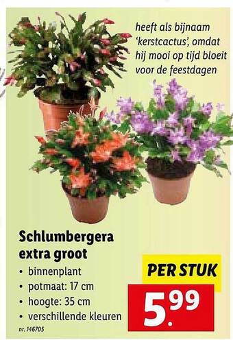 Lidl Schlumbergera extra groot aanbieding