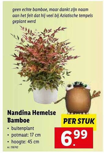 Lidl Nandina hemelse bamboe aanbieding