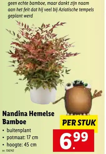 Lidl Nandina hemelse bamboe per stuk aanbieding