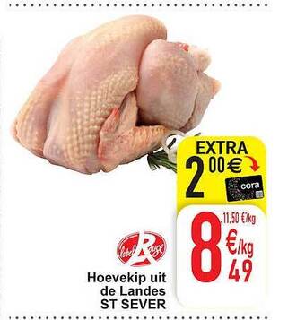 Hoevekip uit de landes st sever