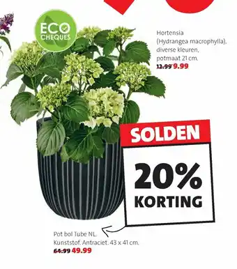 Intratuin Hortensia Hydrange macrophylla aanbieding