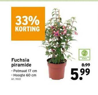 GAMMA Fuchsia Piramide aanbieding
