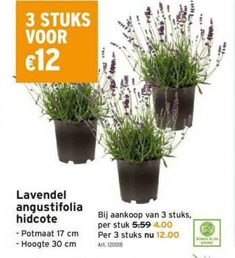 Lavendel Angustifolia Hidcote