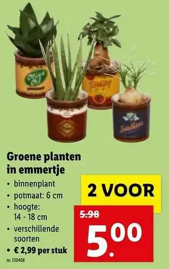 Groene planten in emmertje
