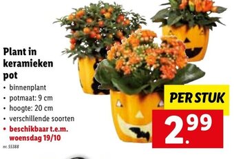 Lidl Plant in Keramieken Pot aanbieding