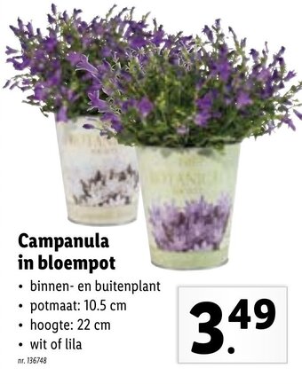 Lidl Campanula in bloempot aanbieding