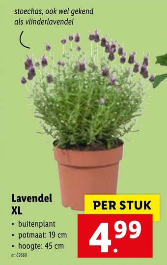 Lavendel XL