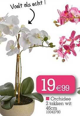 Yess Orchidee aanbieding