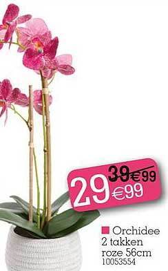 Yess Orchidee aanbieding