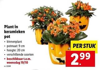 Lidl Plant in keramieken pot aanbieding