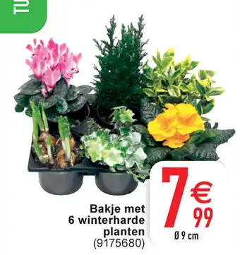 Cora Bakje met 6 Winterharde Planten 9cm aanbieding