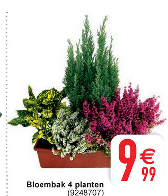 Cora Bloembak 4 Planten aanbieding