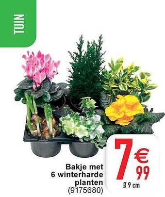Cora Bakje met 6 winterharde planten aanbieding