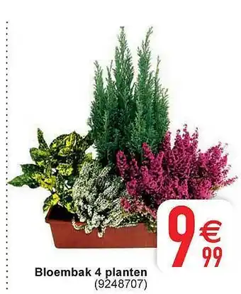 Cora Bloembak 4 planten aanbieding
