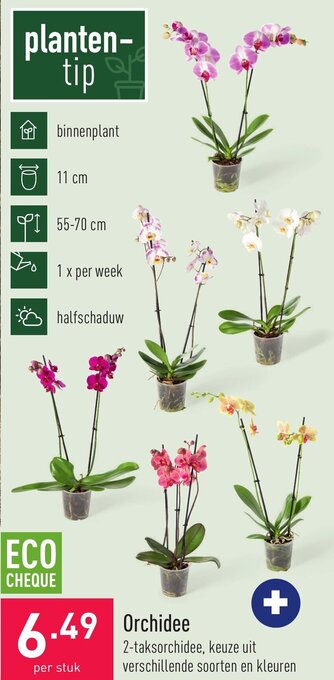 ALDI Orchidee aanbieding