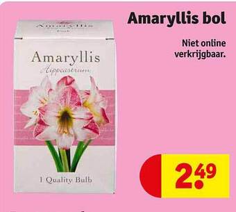 Amaryllis bol