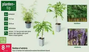 ALDI Bamboe of wisteria aanbieding