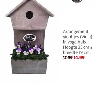 Arrangement viooltjes in vogelhuis