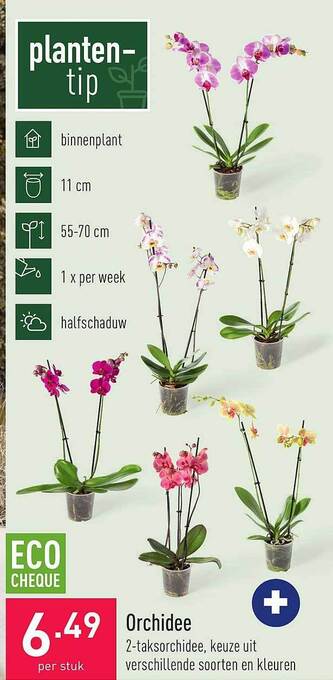 ALDI Orchidee aanbieding