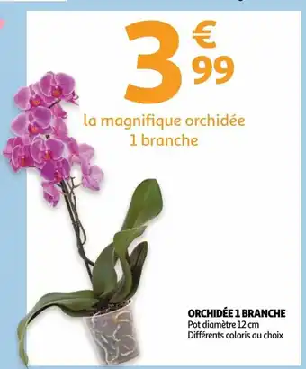 Auchan Orchidee 1 branche 12cm aanbieding