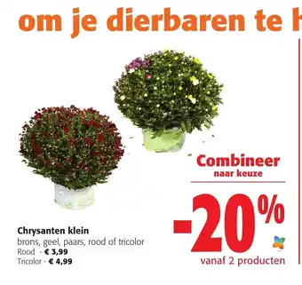 Colruyt Chrysanten Klein Brons, geel, paars, rood of tricolor aanbieding