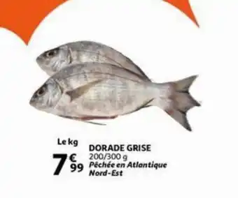 Dorade grise