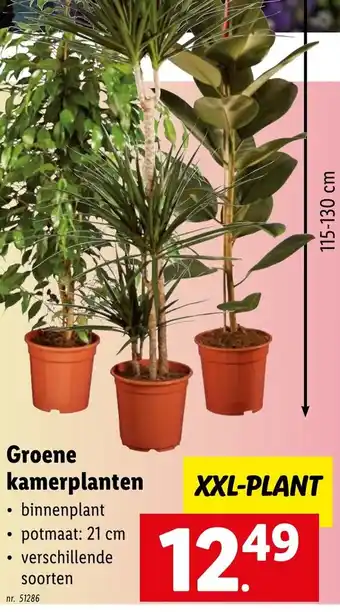 Lidl Groene kamerplanten XXL-plant nr. 51286 aanbieding