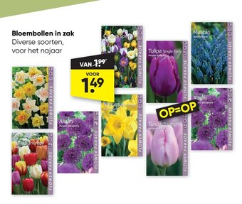 Big Bazar Bloembollen in zak aanbieding