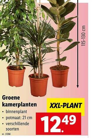 Lidl Groene kamerplanten aanbieding
