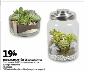 Terrarium cactees et succulentes