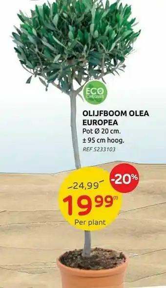 Brico Olijfboom olea europea aanbieding