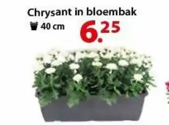 Chrysant in bloembak 40 cm