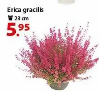 Erica gracilis 23 cm
